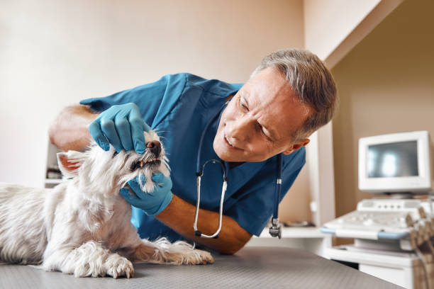 Best Urgent Care for Lost Fillings or Crowns in Green River, WY